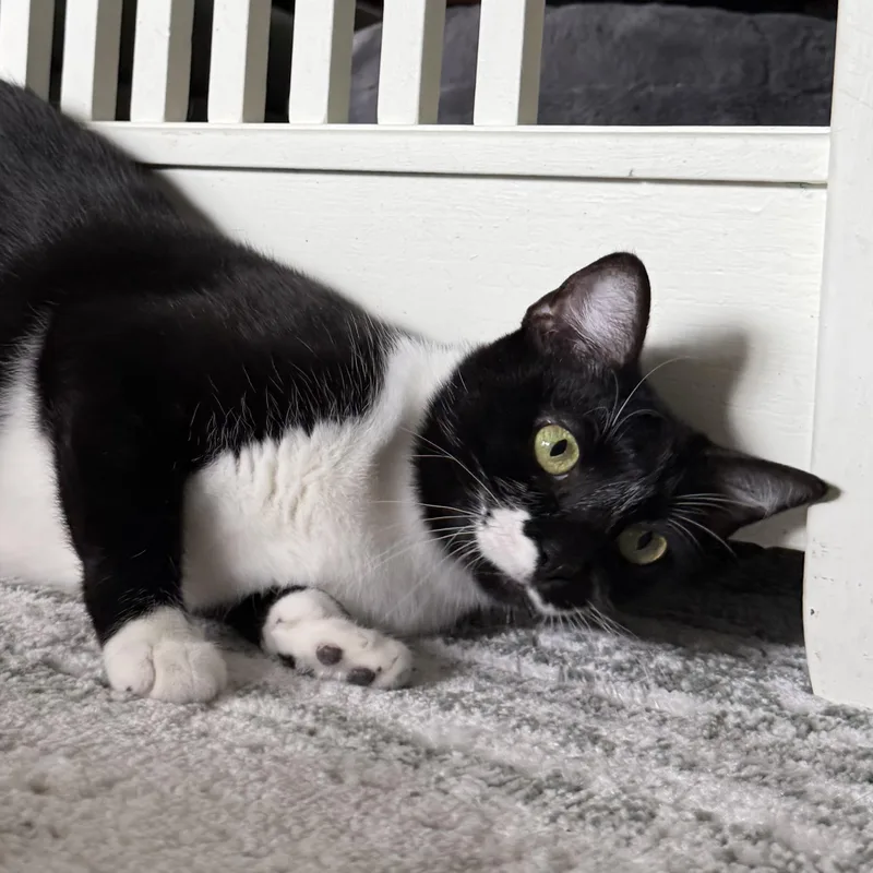 Purrkinson thumbnail 3