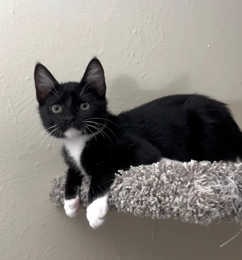 A baby small-sized female Black & White / Tuxedo Domestic Short Hair cat named Raven for adoption in Davis, CA