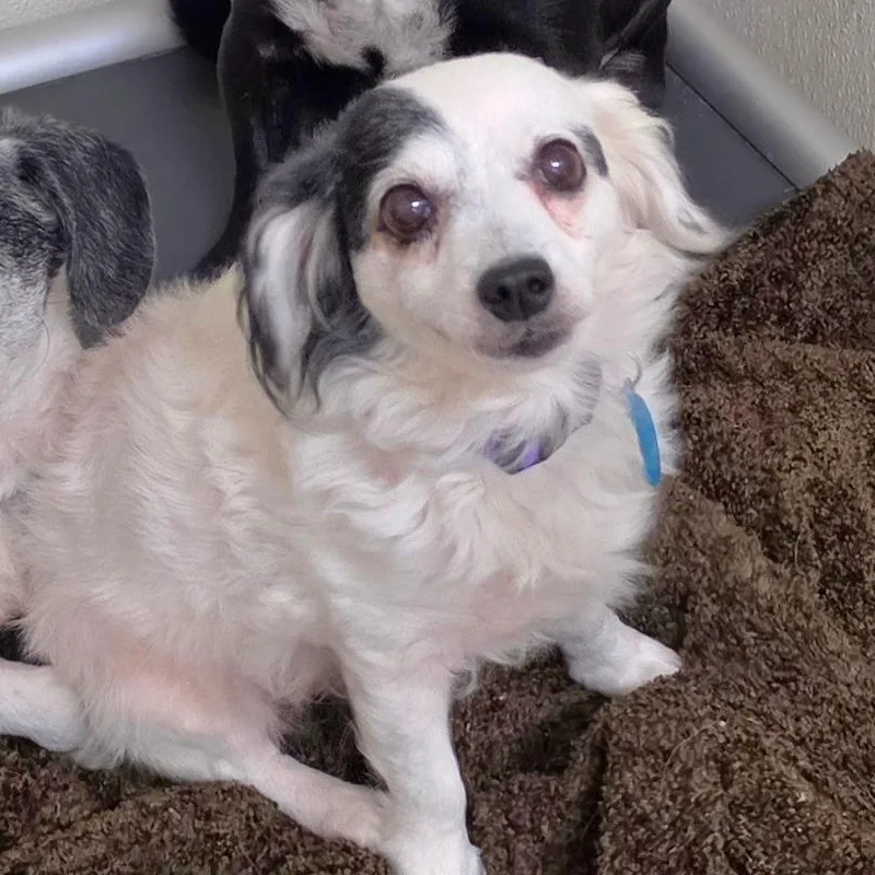 A young small-sized female White / Cream Spaniel dog named Patches Chino Hills for adoption in Chino Hills, CA