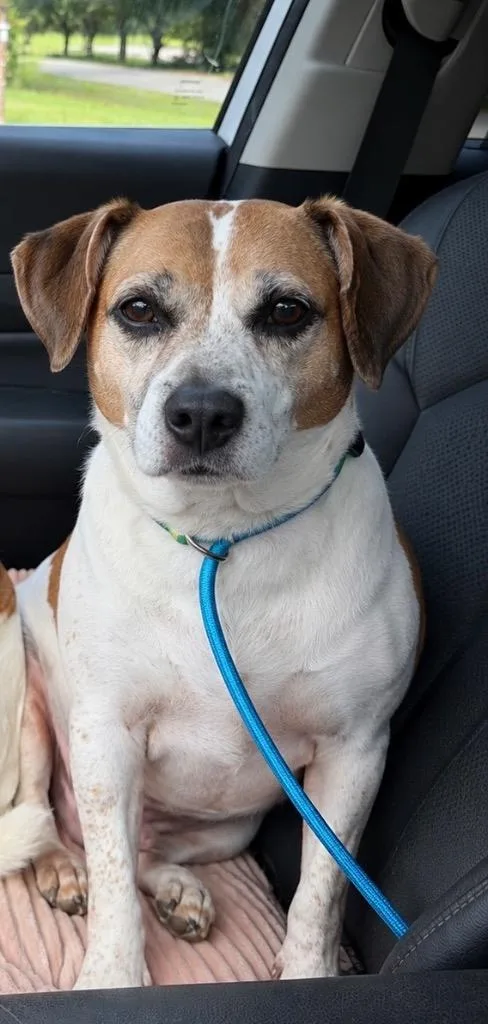 An adult medium-sized female Beagle dog named Ginger for adoption in Sharpsburg, GA