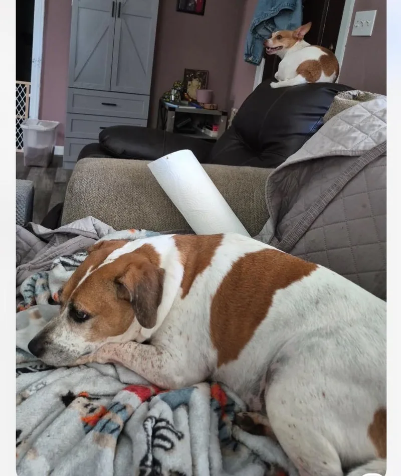 Ginger thumbnail 2