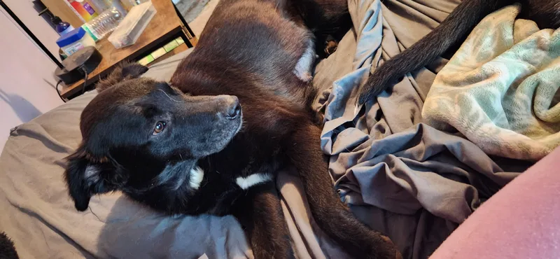 Zira