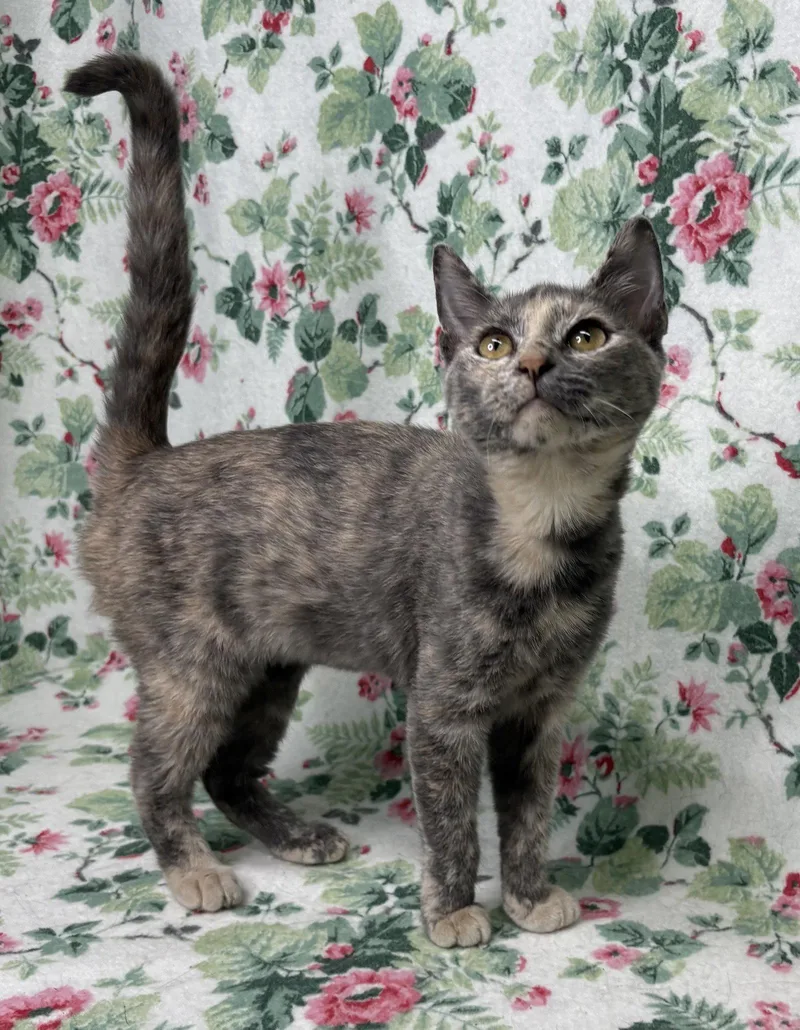 A young medium-sized female Domestic Short Hair cat named Possum for adoption in Wetumpka, AL