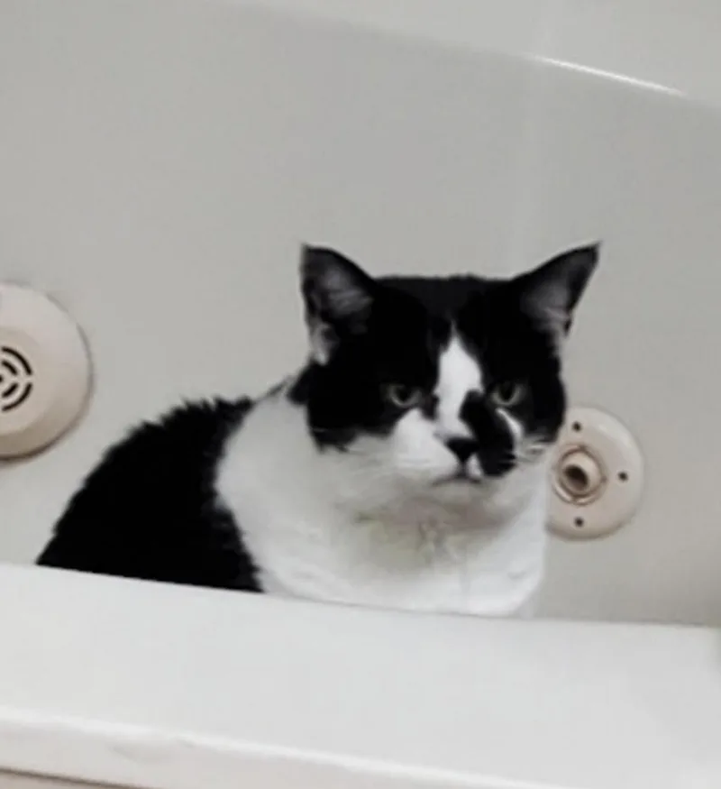 A senior medium-sized female Black & White / Tuxedo Domestic Short Hair cat named Smudge for adoption in Dallas, TX
