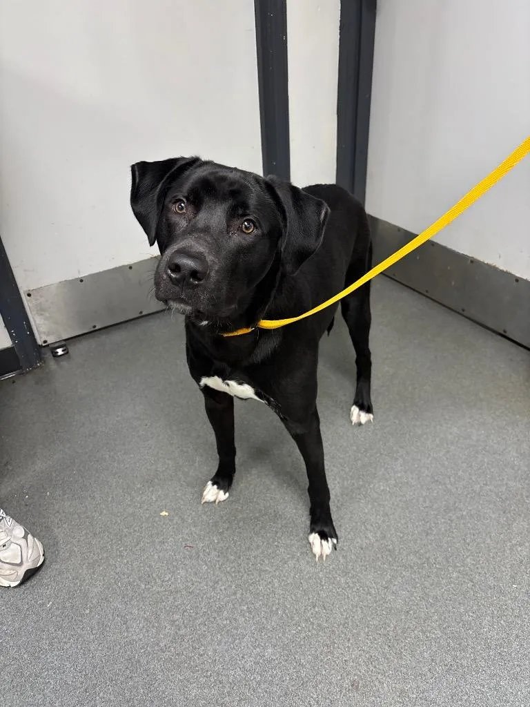 A young medium-sized male Mixed Breed dog named D Aladdin for adoption in Tifton, GA