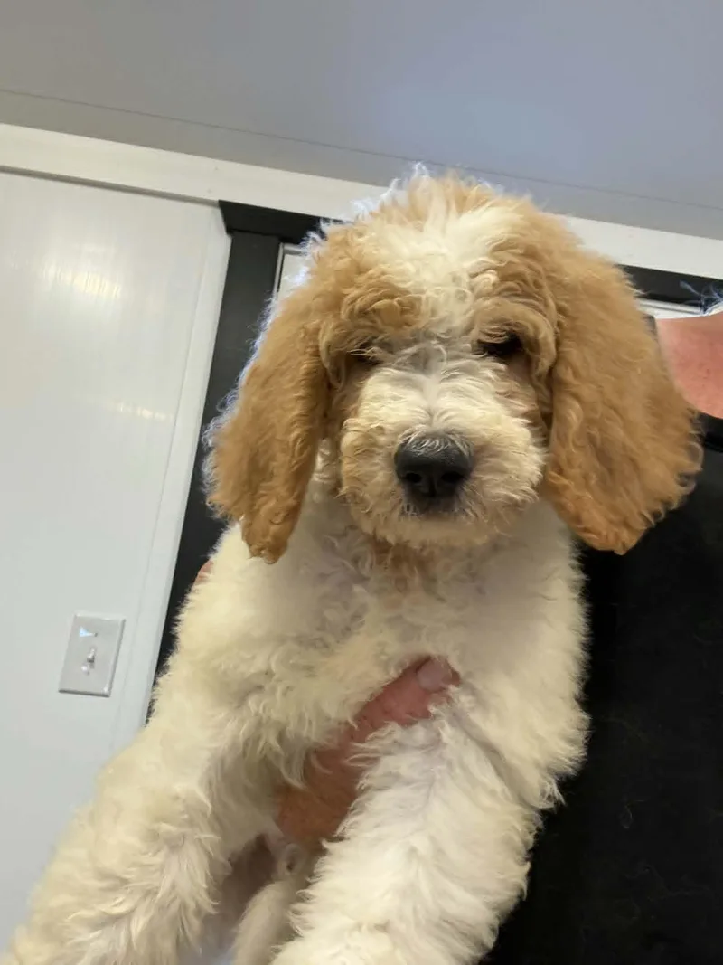 A baby medium-sized male Golden Retriever dog named Nutella for adoption in Havertown, PA