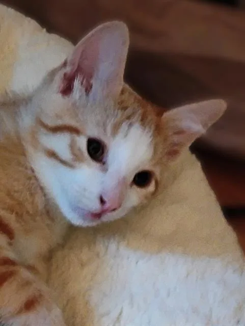 A baby small-sized male Domestic Short Hair cat named Joey Ramone for adoption in Sacramento, CA
