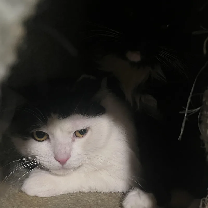 Iggy & Bingo Two thumbnail 2