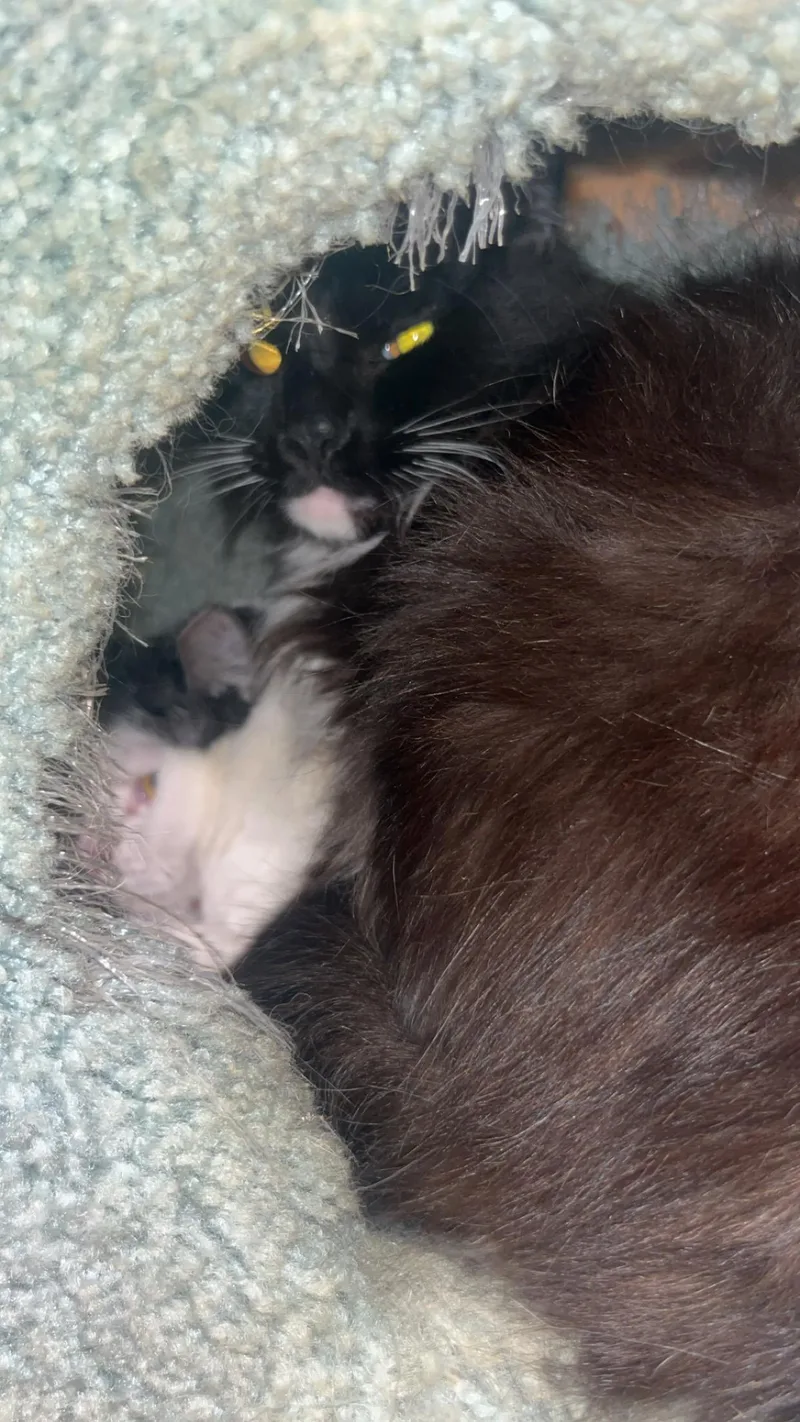 Iggy & Bingo Two thumbnail 3