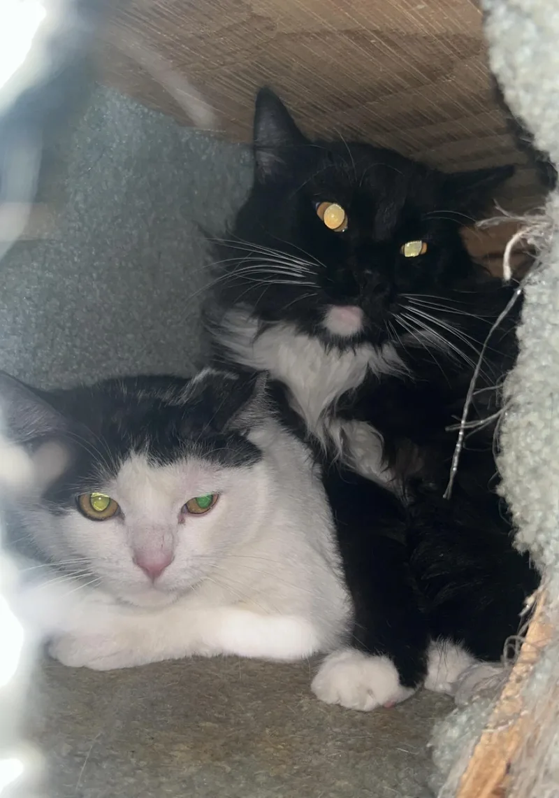 Iggy & Bingo Two thumbnail 4