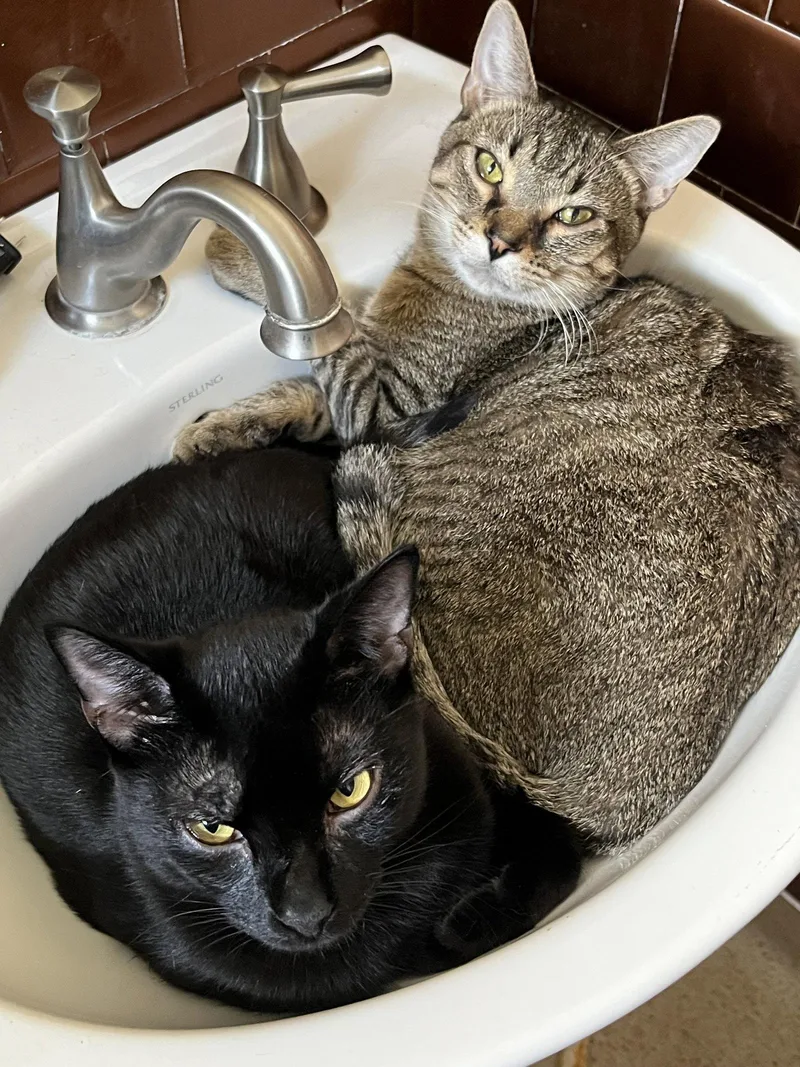 An adult small-sized male Domestic Short Hair cat named Silvano + Spontaneous for adoption in Aurora, CO