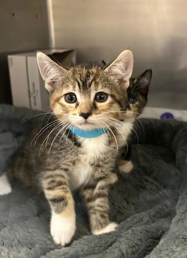 A baby small-sized female Domestic Short Hair cat named Spark for adoption in Oceanside, CA