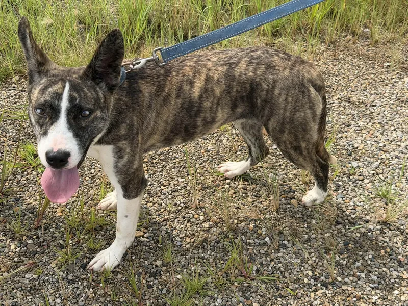 A young medium-sized female Australian Cattle Dog / Blue Heeler dog named Lilac for adoption in Liberty, IN