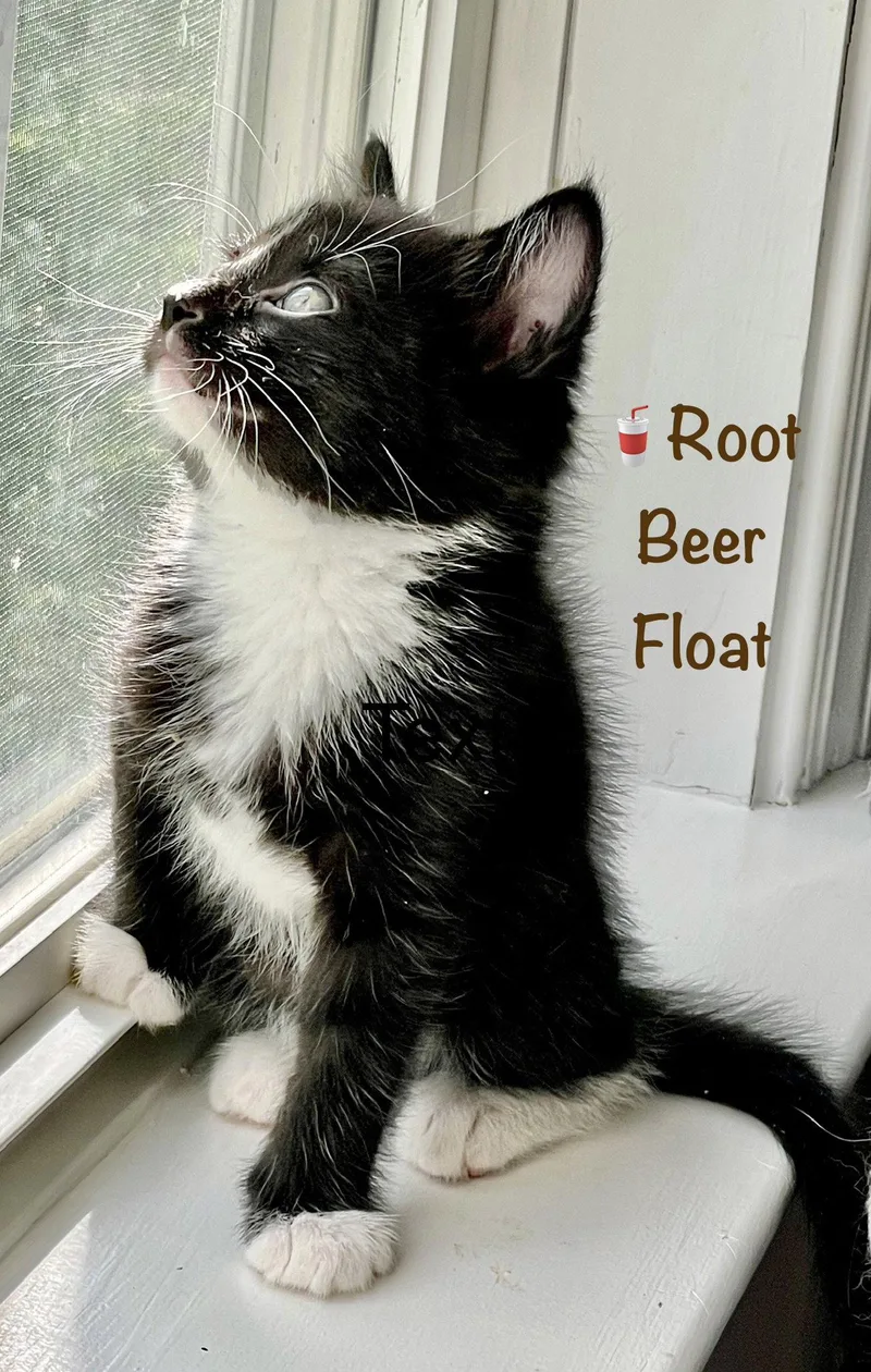 Root Beer Float thumbnail 2