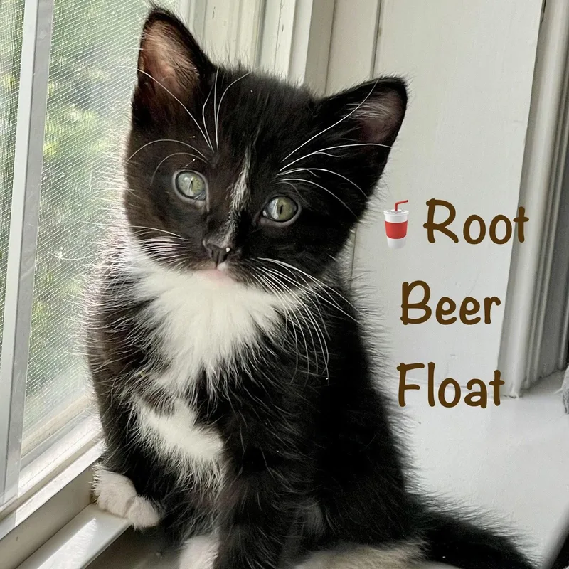 A baby medium-sized male Domestic Short Hair cat named Root Beer Float for adoption in Reston, VA