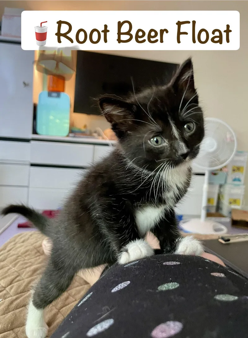 Root Beer Float thumbnail 3