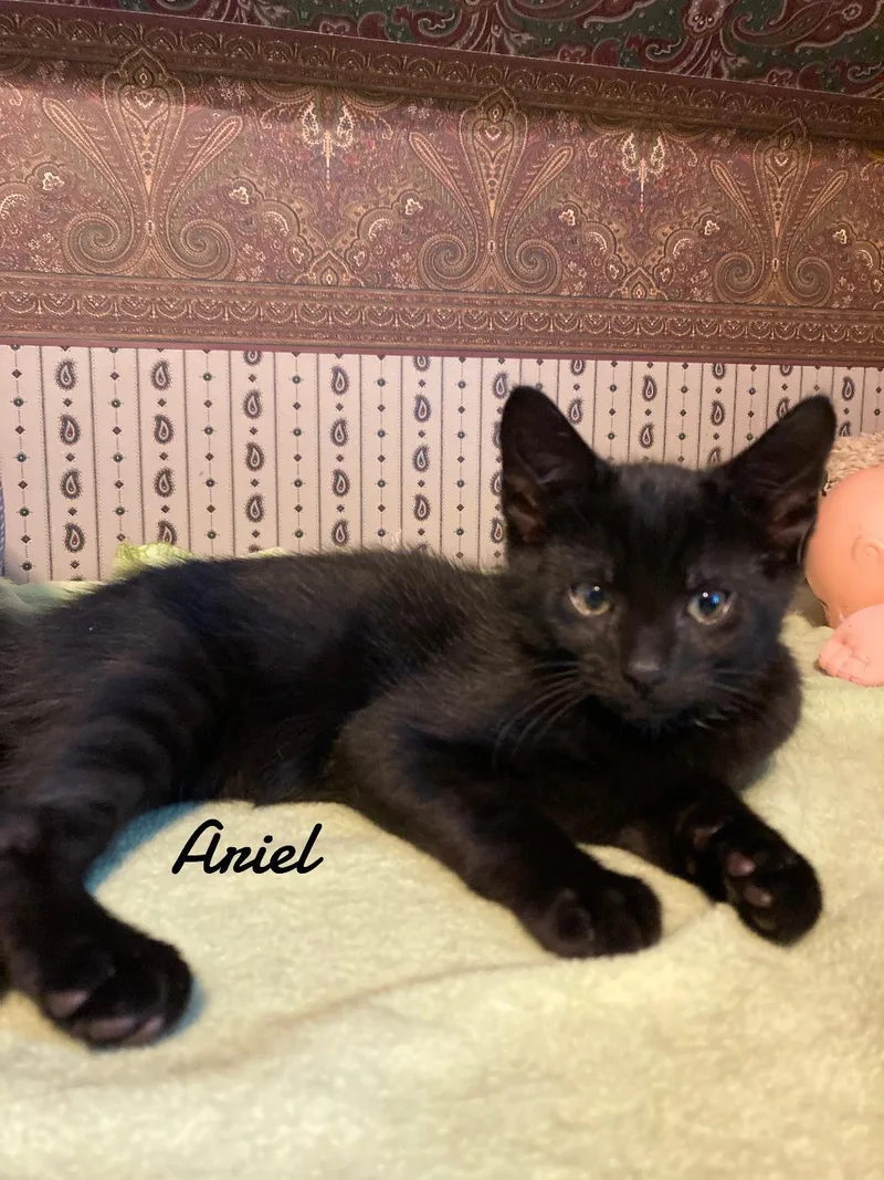 A young medium-sized female Black Domestic Short Hair cat named Ariel for adoption in Naugatuck, CT