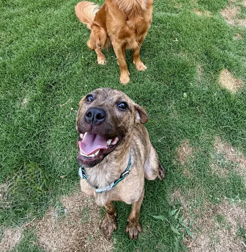 An adult medium-sized female Brindle Mixed Breed dog named Strudel for adoption in Mooresville, NC