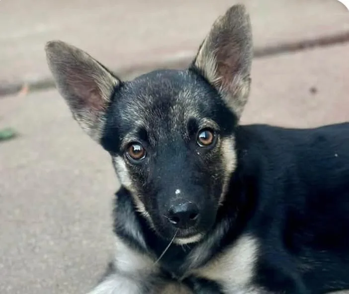 A baby medium-sized female Shepherd dog named Faith for adoption in San Ramon, CA