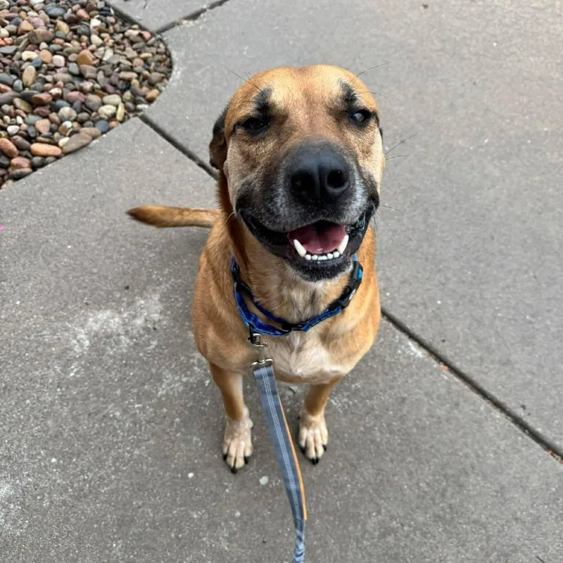 An adult large-sized male Brown / Chocolate Boxer dog named Bowser for adoption in Wichita, KS