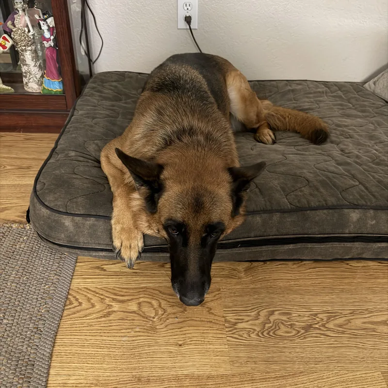 An adult large-sized female German Shepherd Dog dog named Mickie for adoption in Plano, TX