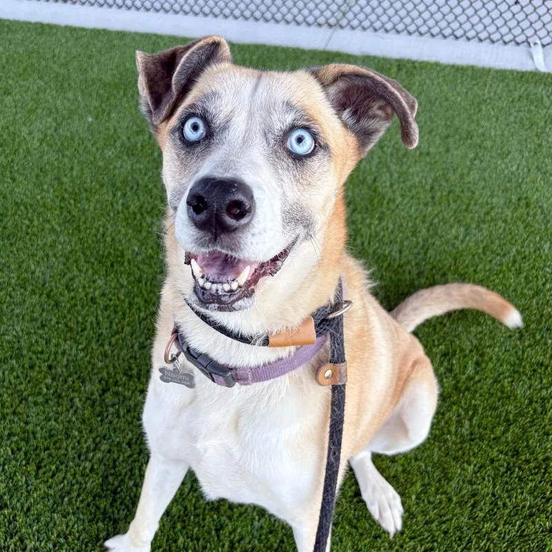 A senior large-sized female Apricot / Beige Husky dog named Naomi for adoption in St Joseph, MO