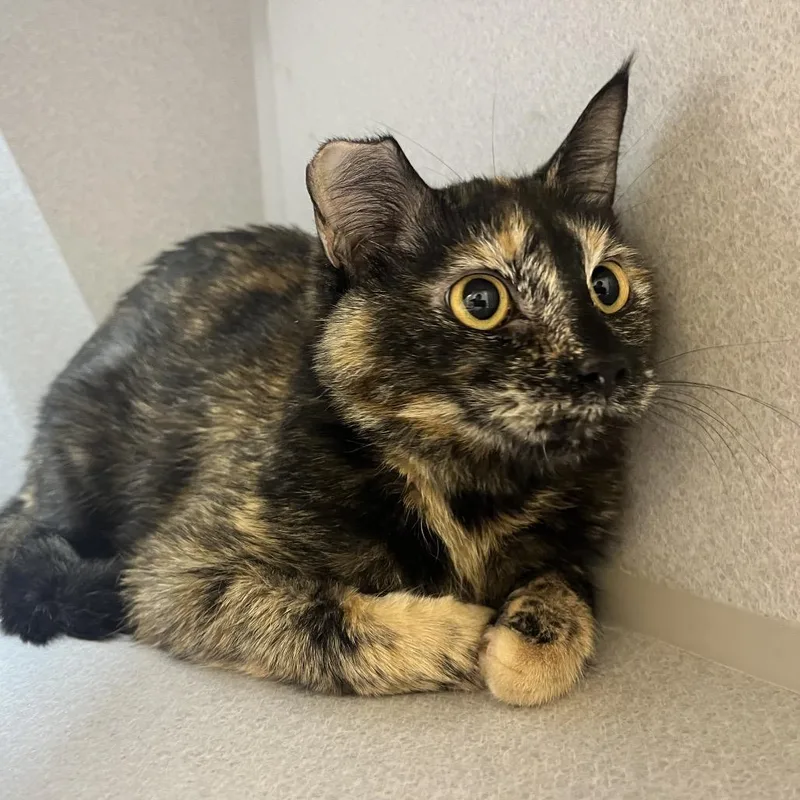 A young medium-sized female Calico Domestic Short Hair cat named Tommy for adoption in Pittsburgh, PA
