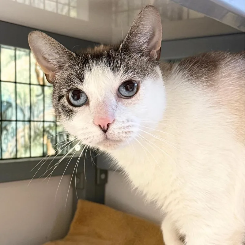 A young medium-sized female Domestic Short Hair cat named Tiki for adoption in Saint Petersburg, FL