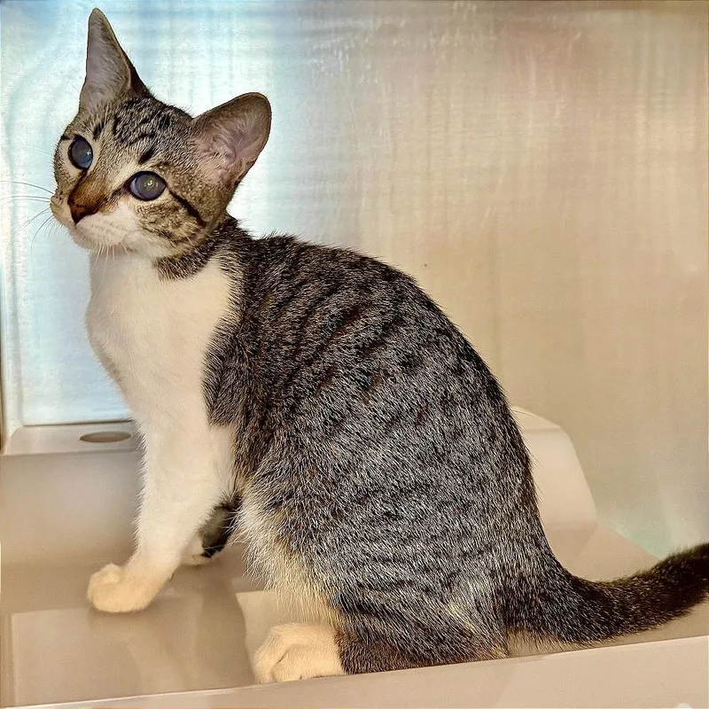 A baby small-sized male Domestic Short Hair cat named Nyx for adoption in Los Angeles, CA