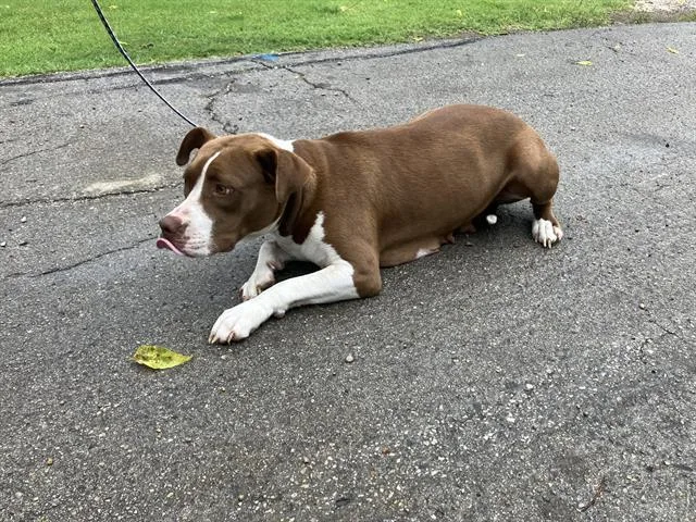 An adult large-sized female Mixed Breed dog named Pepper for adoption in Dallas, TX