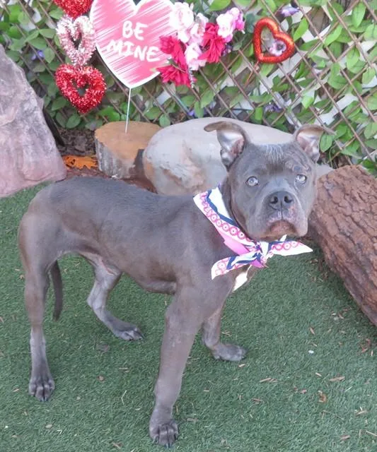 An adult medium-sized female Pit Bull Terrier dog named Sparkle for adoption in Oklahoma City, OK