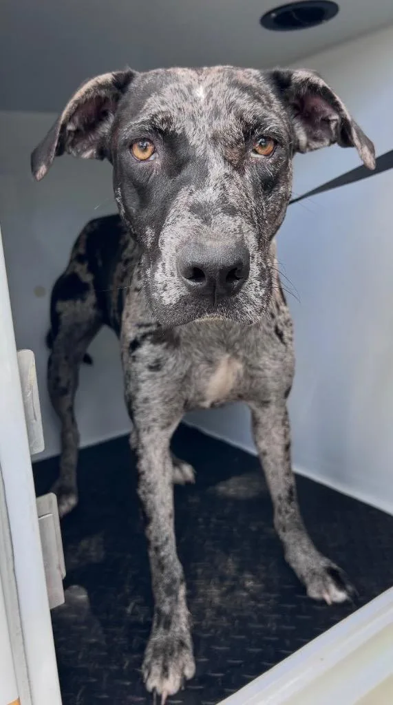 A young medium-sized female Catahoula Leopard Dog dog named Meridian for adoption in Albany, GA