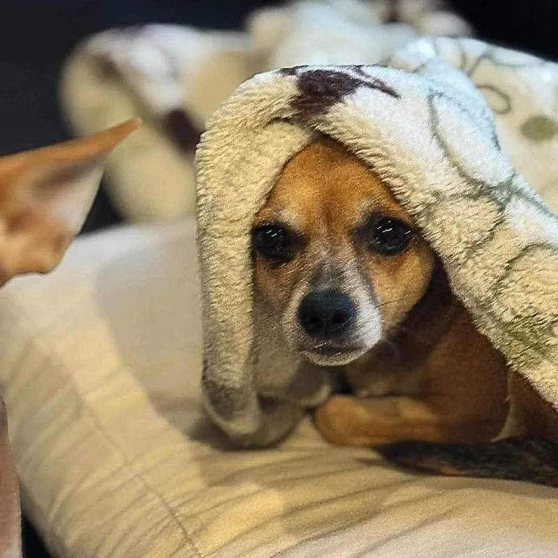 Willow thumbnail 3