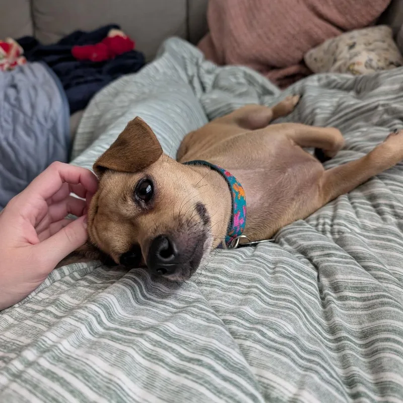 An adult small-sized female Chihuahua dog named Clover for adoption in Hillsborough, NC