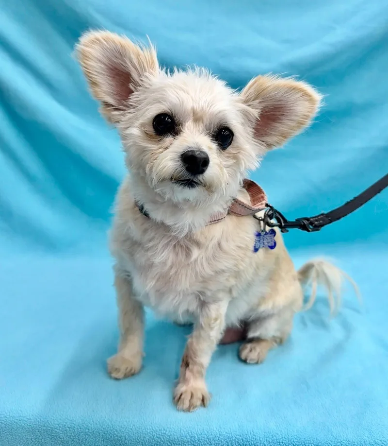 An adult small-sized female Maltese dog named Cupcake for adoption in Palo Alto, CA