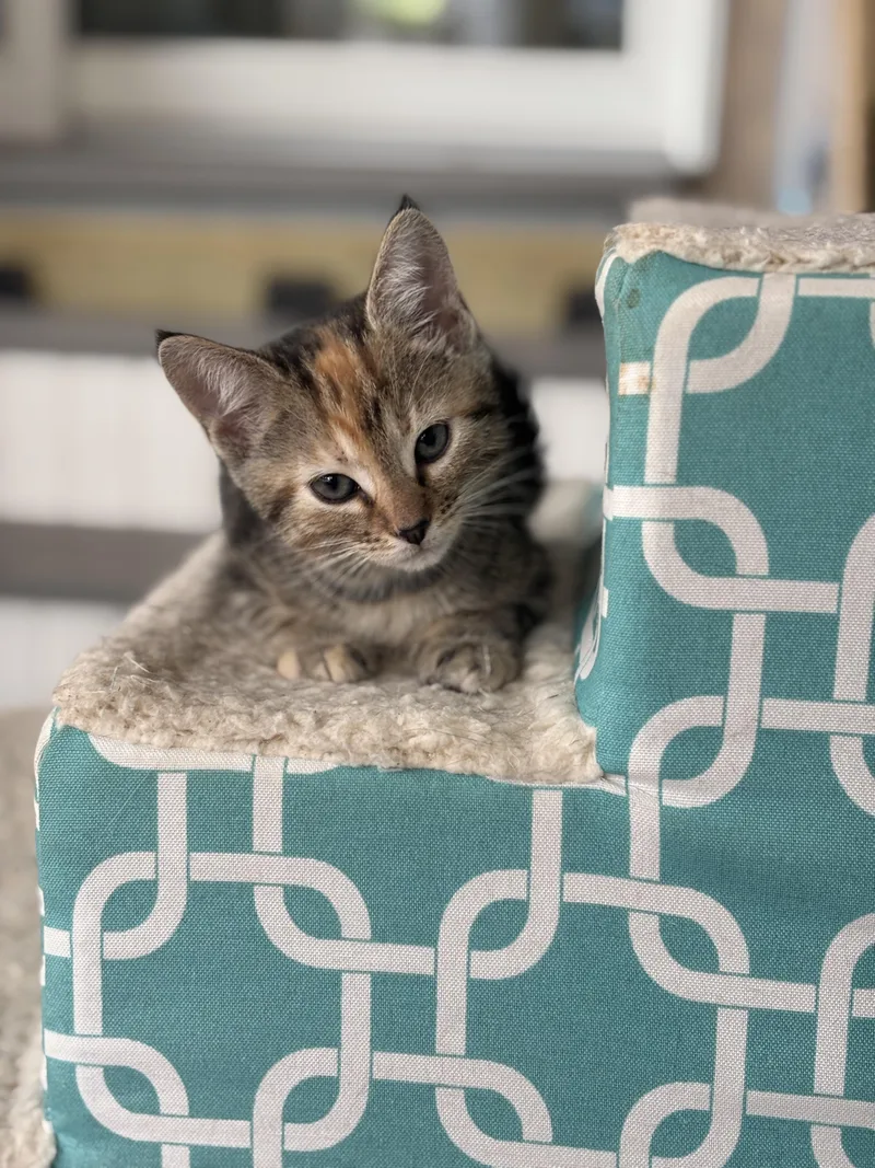 A baby medium-sized female Domestic Short Hair cat named Rosemary for adoption in Vineyard Haven, MA