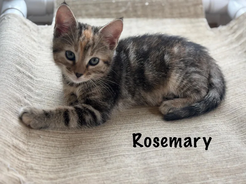 Rosemary thumbnail 2