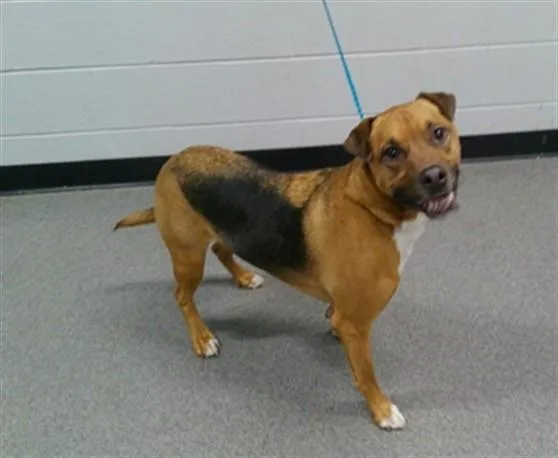 An adult large-sized male German Shepherd Dog dog named Ace Ventura for adoption in Kalamazoo, MI