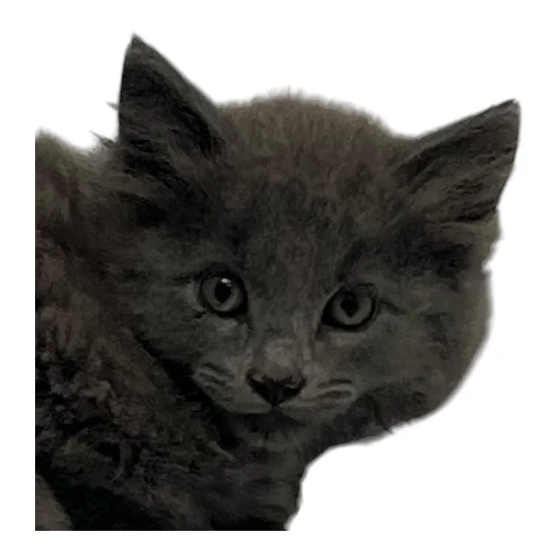A baby large-sized female Domestic Medium Hair cat named Bella for adoption in Springfield, OH