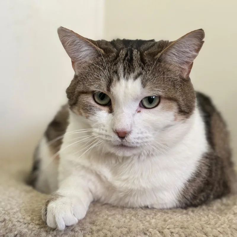 A young small-sized male Brown / Chocolate Domestic Short Hair cat named Colonel Candy for adoption in Chicago, IL