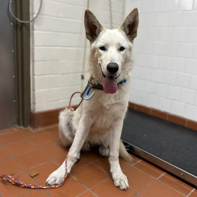 A young large-sized male German Shepherd Dog dog named Appa for adoption in Camarillo, CA