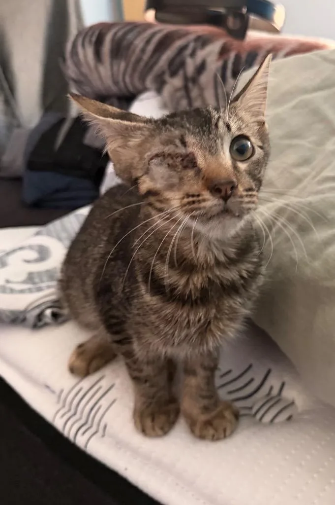 A baby medium-sized male Tabby cat named Leroy for adoption in San Antonio, TX