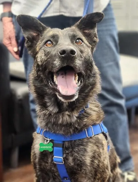 A young medium-sized male Dutch Shepherd dog named Boy for adoption in Albuquerque, NM