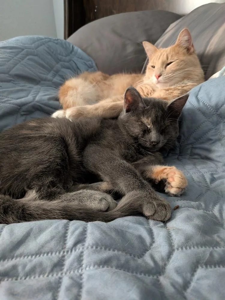 A baby small-sized female Gray / Blue / Silver Domestic Short Hair cat named Chelsea for adoption in Dallas, TX