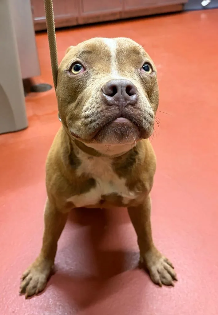 A young medium-sized female Pit Bull Terrier dog named Ebony for adoption in Douglasville, GA