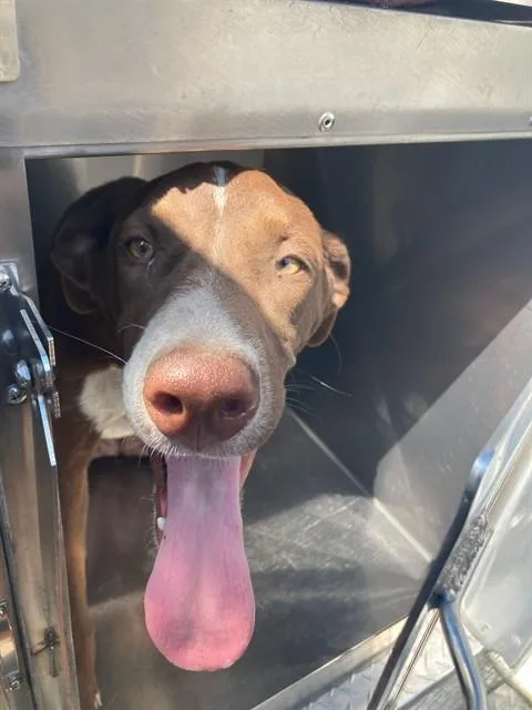 A young large-sized female Mixed Breed dog named Brownie for adoption in Dallas, TX