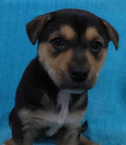 A baby large-sized female Shepherd dog named Fritzz for adoption in Thief River Falls, MN