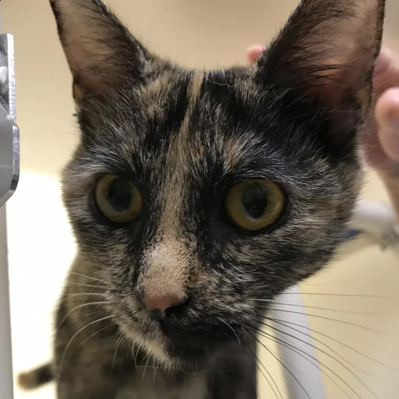 A young medium-sized female Tortoiseshell Domestic Short Hair cat named Badger for adoption in Harrisonburg, VA