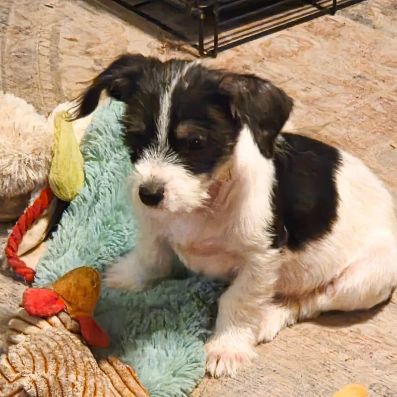 A young medium-sized male Tricolor (Brown, Black, & White) Terrier dog named Jude for adoption in Anderson, TX