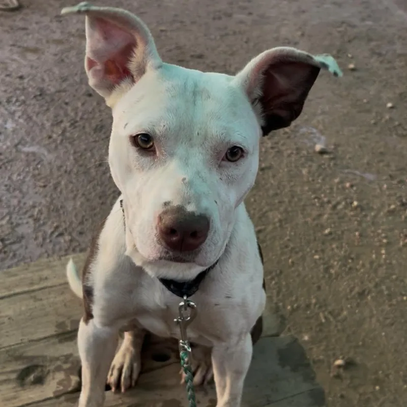 An adult medium-sized female White / Cream Pit Bull Terrier dog named Jorbee for adoption in Austin, TX